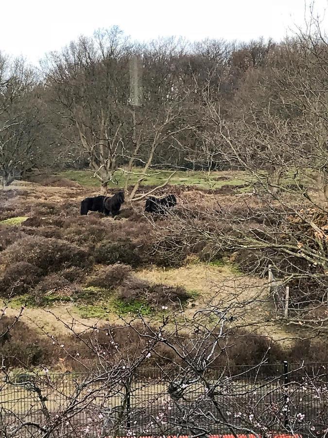 B&B Ereprijs Haag Eksteriør billede
