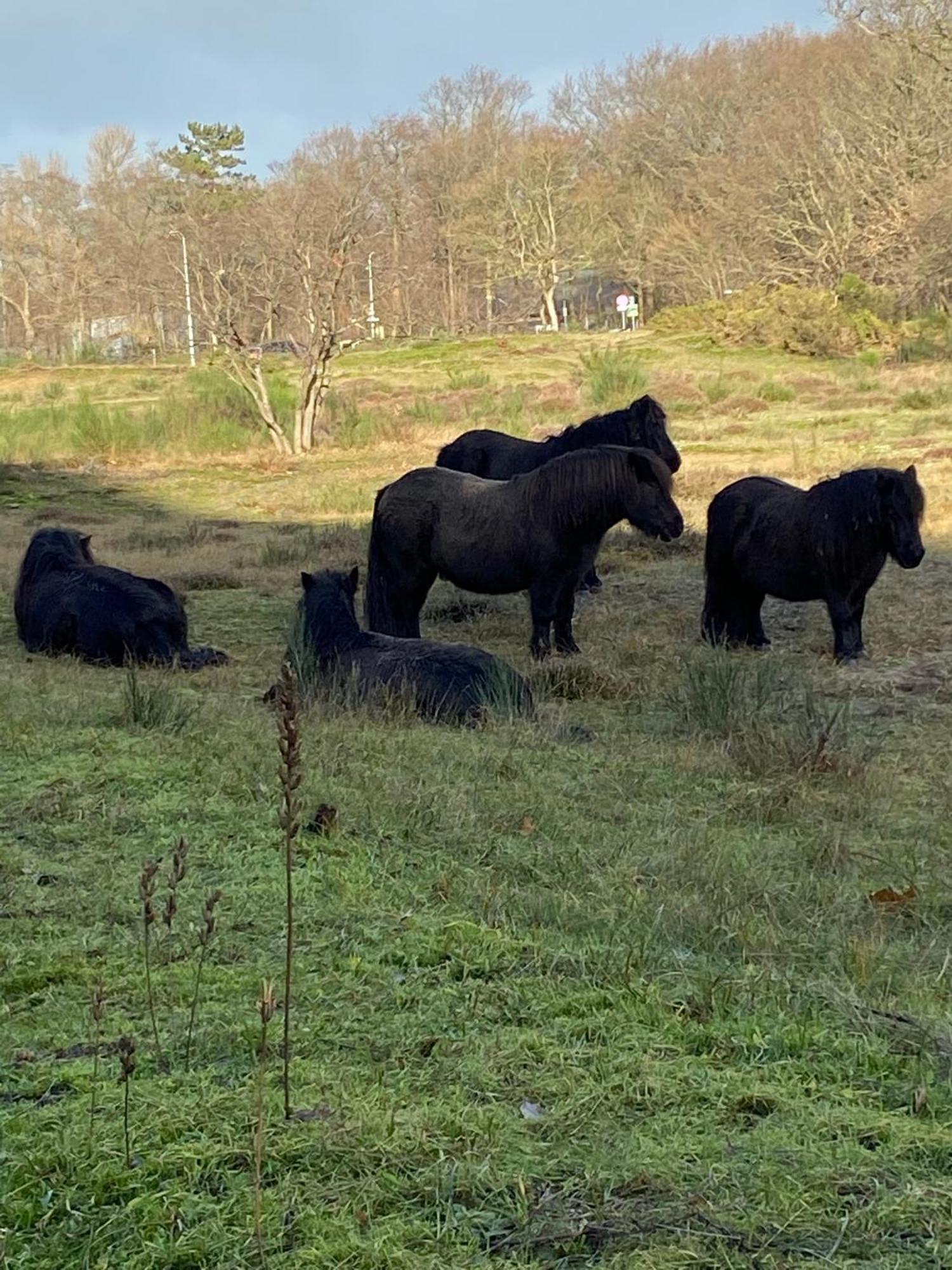 B&B Ereprijs Haag Eksteriør billede